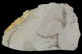 Metasequoia (Dawn Redwood) Fossils - Montana #85759-1
